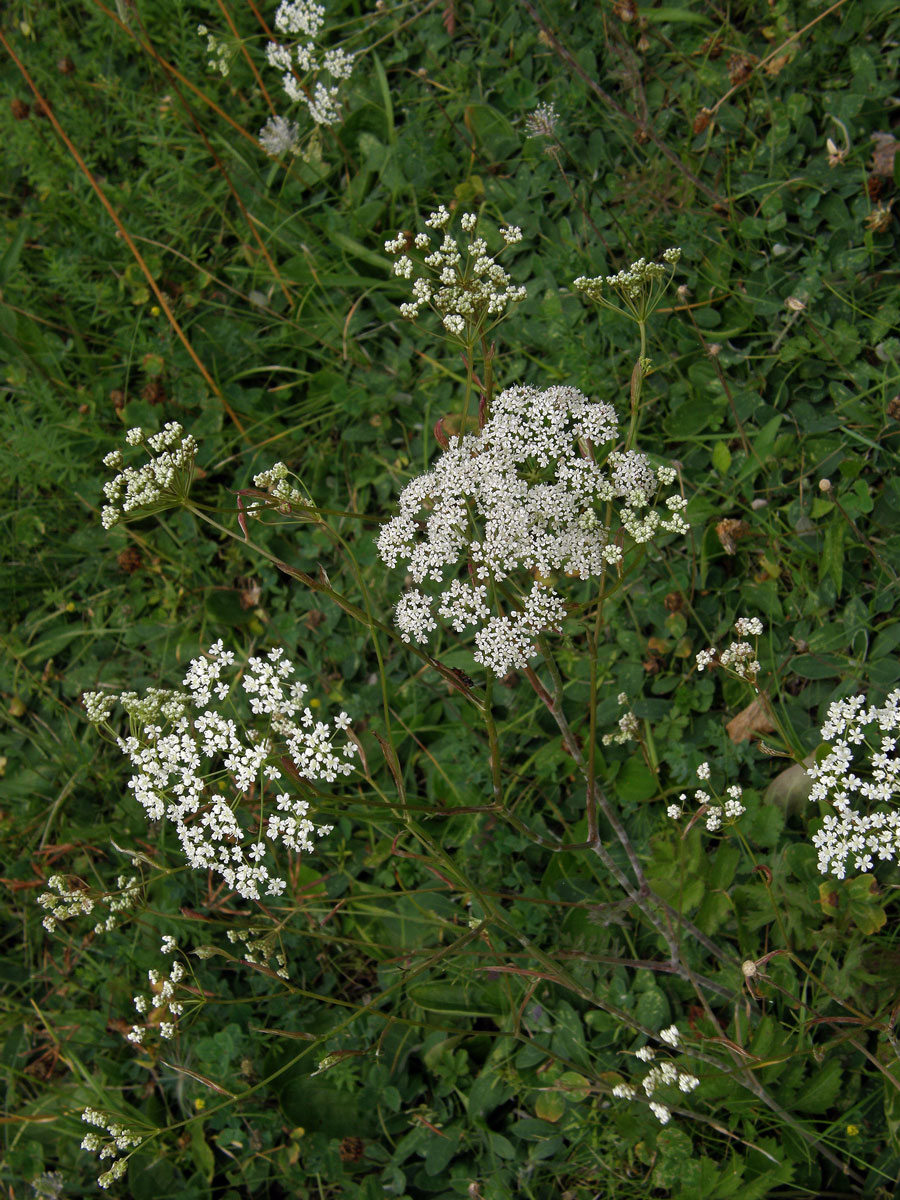 Bedrník větší (Pimpinella major (L.) Huds.)