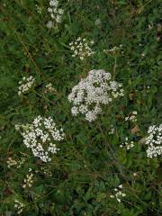 Bedrník větší (Pimpinella major (L.) Huds.)