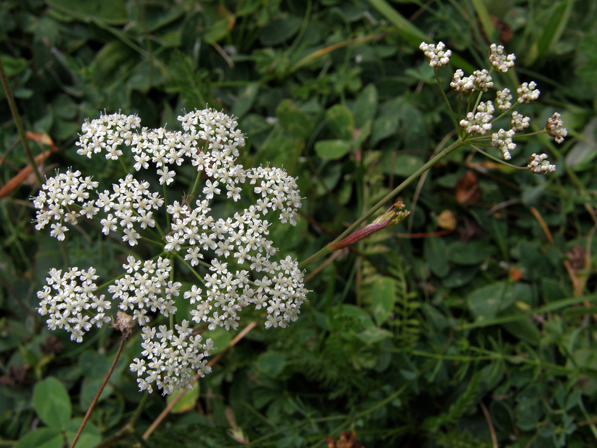 Bedrník větší (Pimpinella major (L.) Huds.)