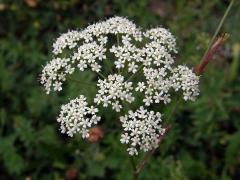 Bedrník větší (Pimpinella major (L.) Huds.)