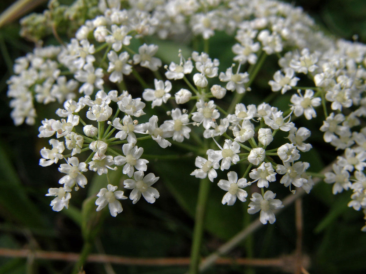 Bedrník větší (Pimpinella major (L.) Huds.)