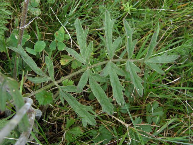 Bedrník větší (Pimpinella major (L.) Huds.)