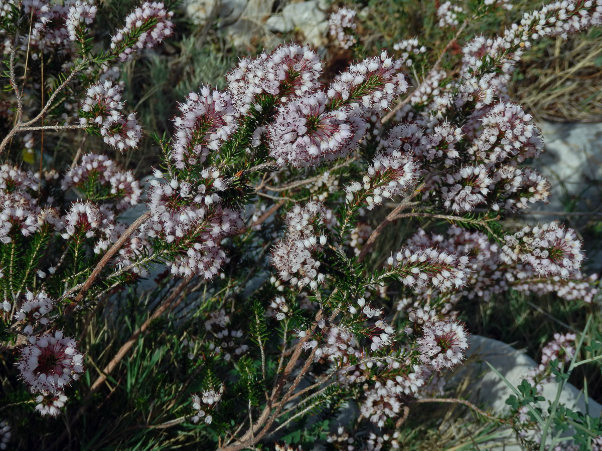 Vřesovec (Erica erigena R. Ross)