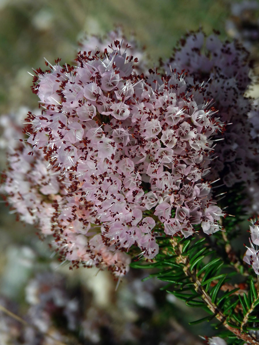 Vřesovec (Erica erigena R. Ross)