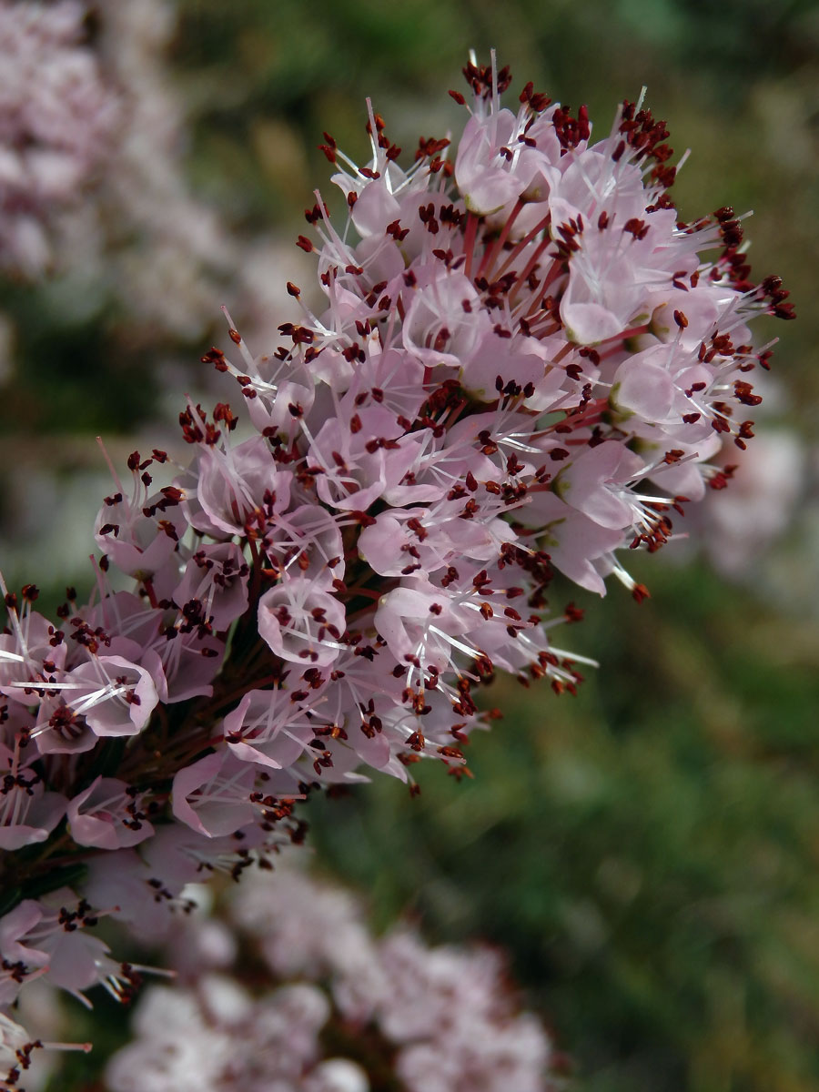 Vřesovec (Erica erigena R. Ross)