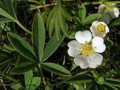 Mochna bílá (Potentilla alba L.)