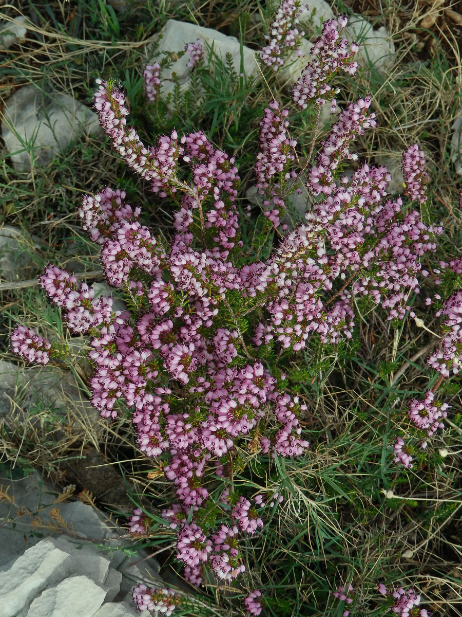 Vřesovec (Erica erigena R. Ross)