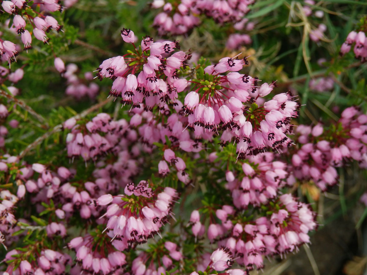 Vřesovec (Erica erigena R. Ross)