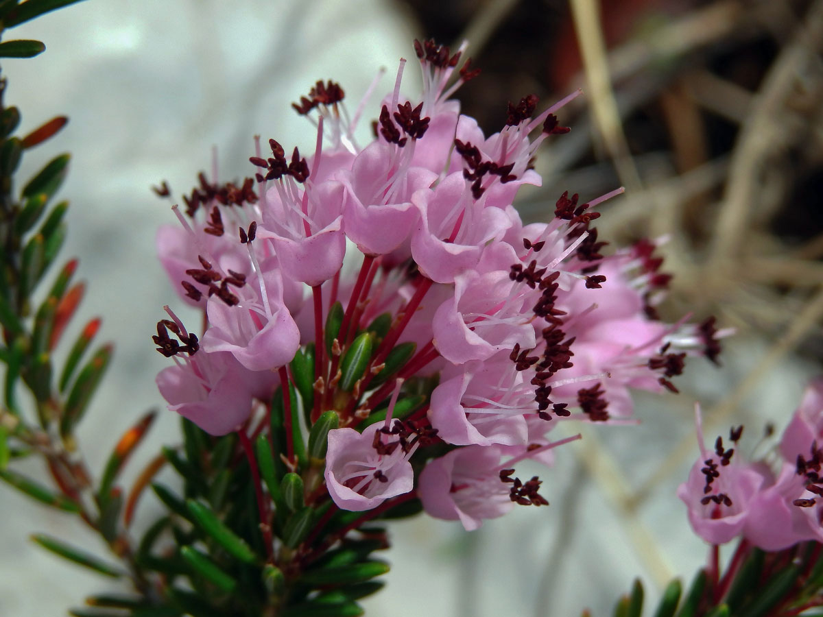 Vřesovec (Erica erigena R. Ross)