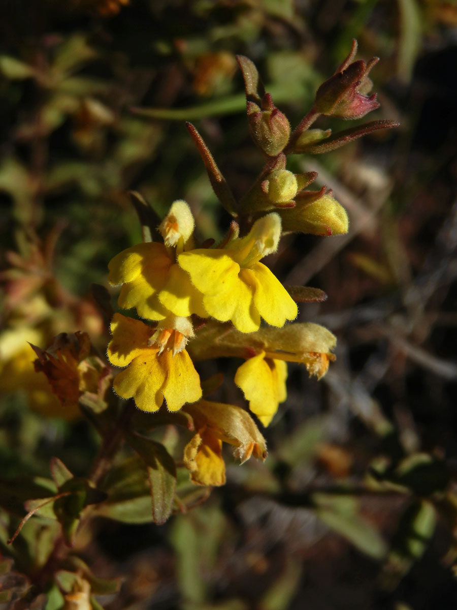 Zdravínek (Odontites holliana (Lowe) Benth.)