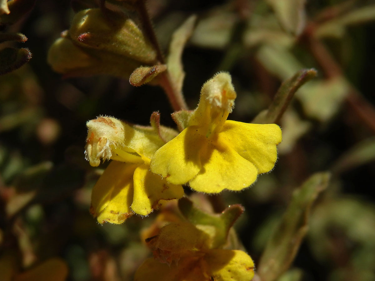 Zdravínek (Odontites holliana (Lowe) Benth.)