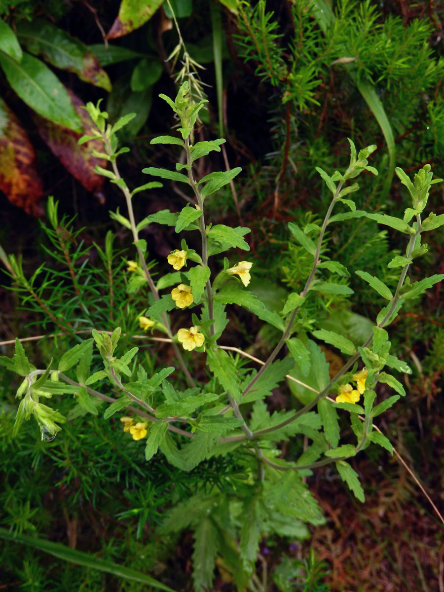 Zdravínek (Odontites holliana (Lowe) Benth.)