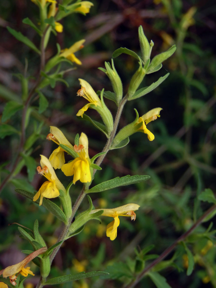 Zdravínek (Odontites holliana (Lowe) Benth.)