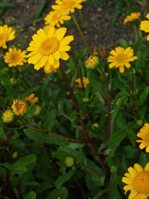 Zlateň osenní (Glebionis segetum (L.) Fourr.)