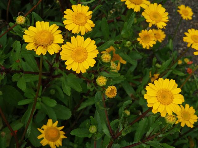 Zlateň osenní (Glebionis segetum (L.) Fourr.)