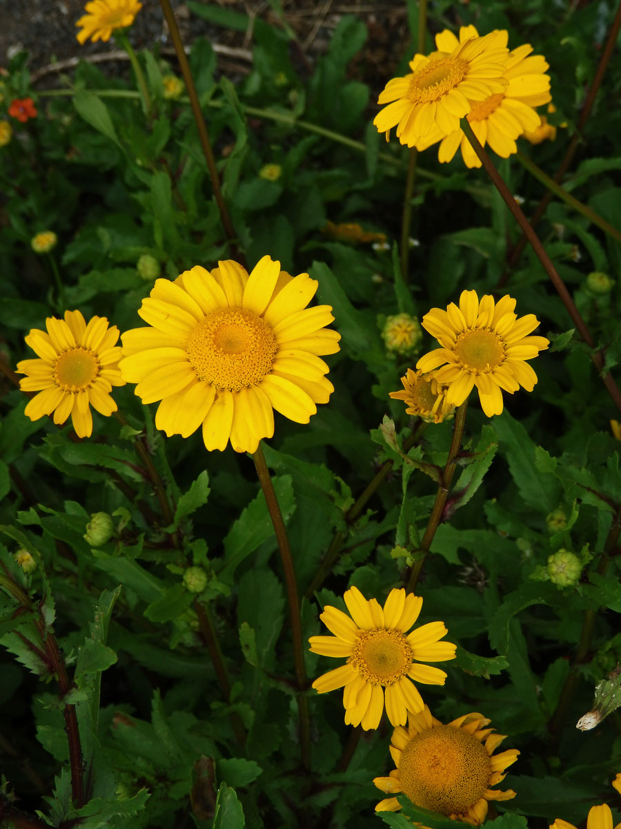 Zlateň osenní (Glebionis segetum (L.) Fourr.)