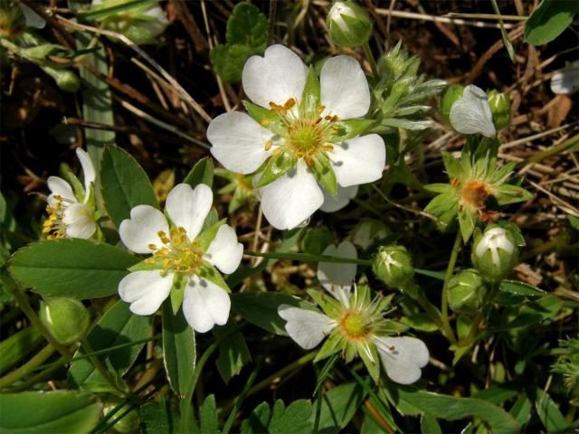 Mochna bílá (Potentilla alba L.)