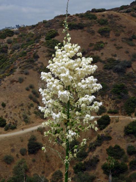 Hesperoyucca whipplei (Torr.) Trel.