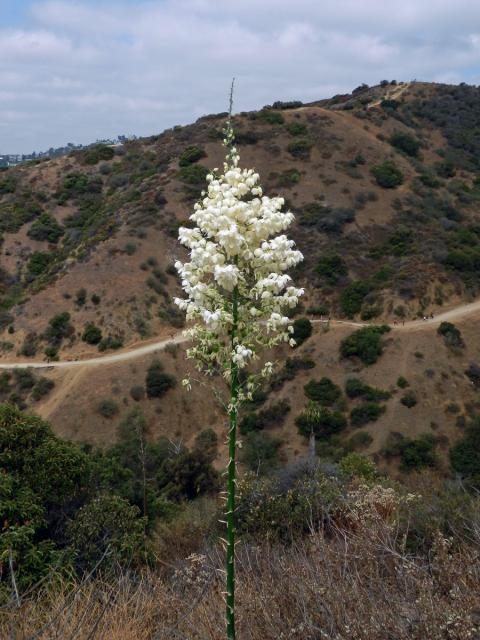 Hesperoyucca whipplei (Torr.) Trel.