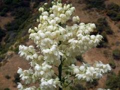 Hesperoyucca whipplei (Torr.) Trel.