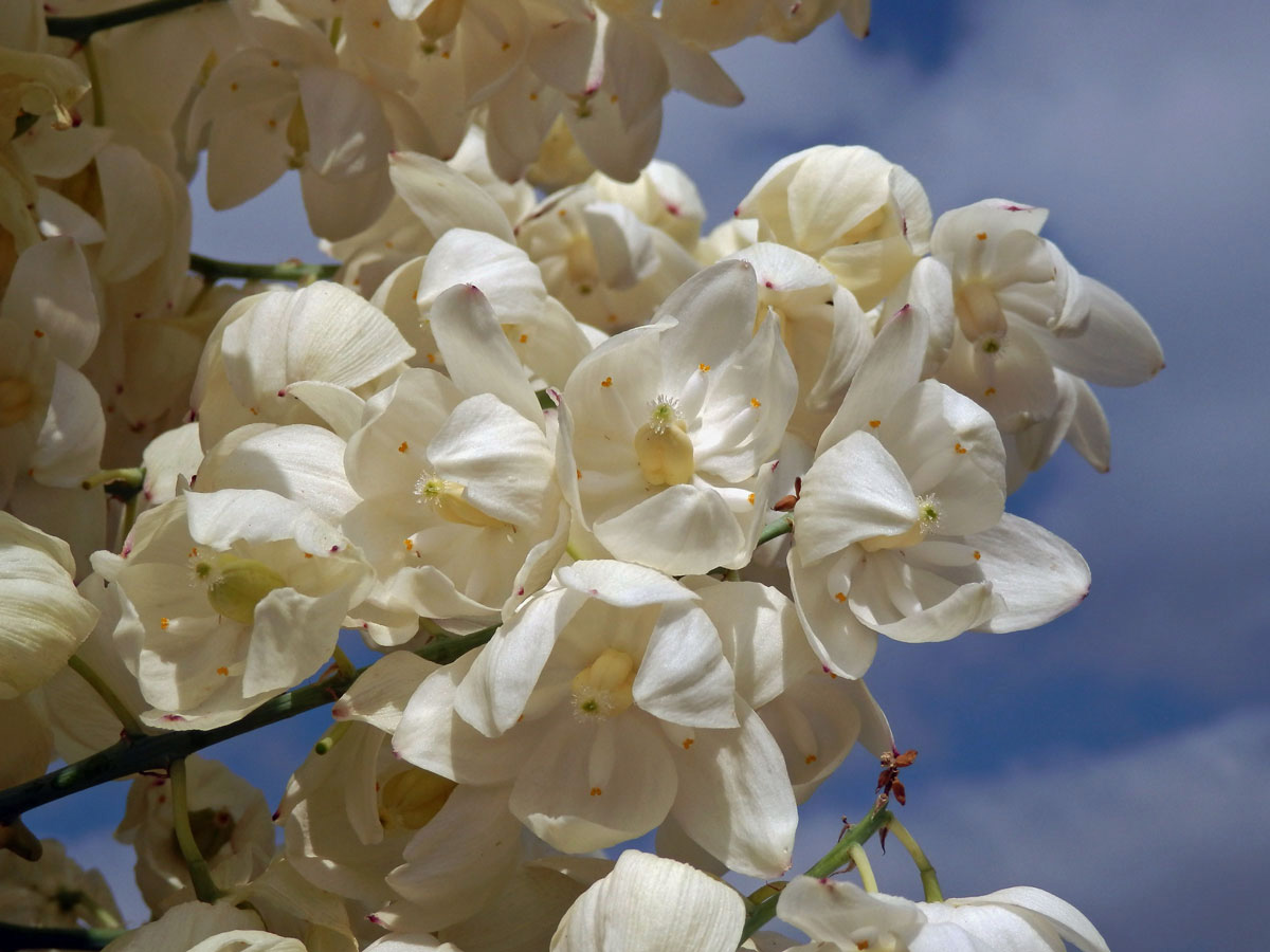 Hesperoyucca whipplei (Torr.) Trel.