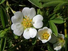 Mochna bílá (Potentilla alba L.)