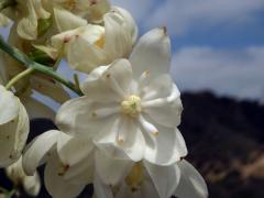 Hesperoyucca whipplei (Torr.) Trel.