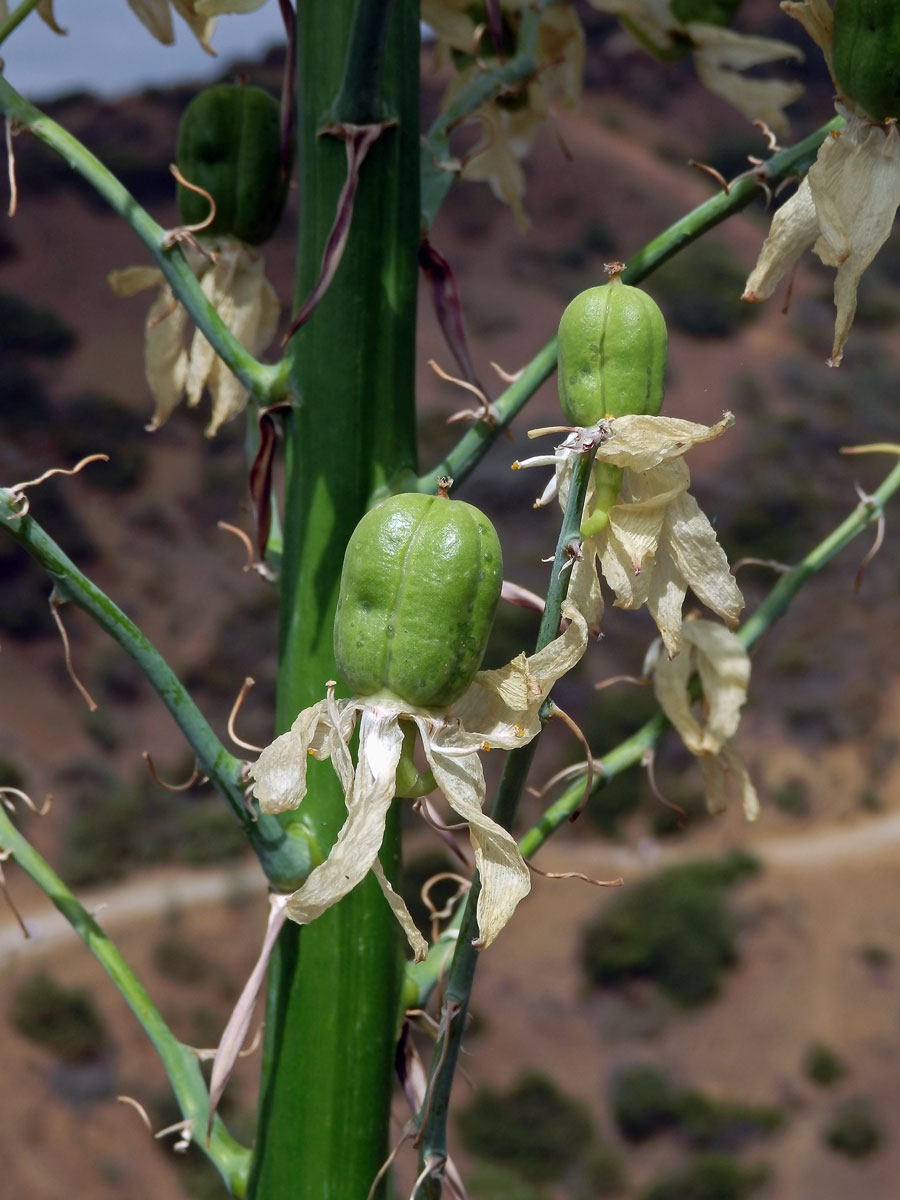 Hesperoyucca whipplei (Torr.) Trel.