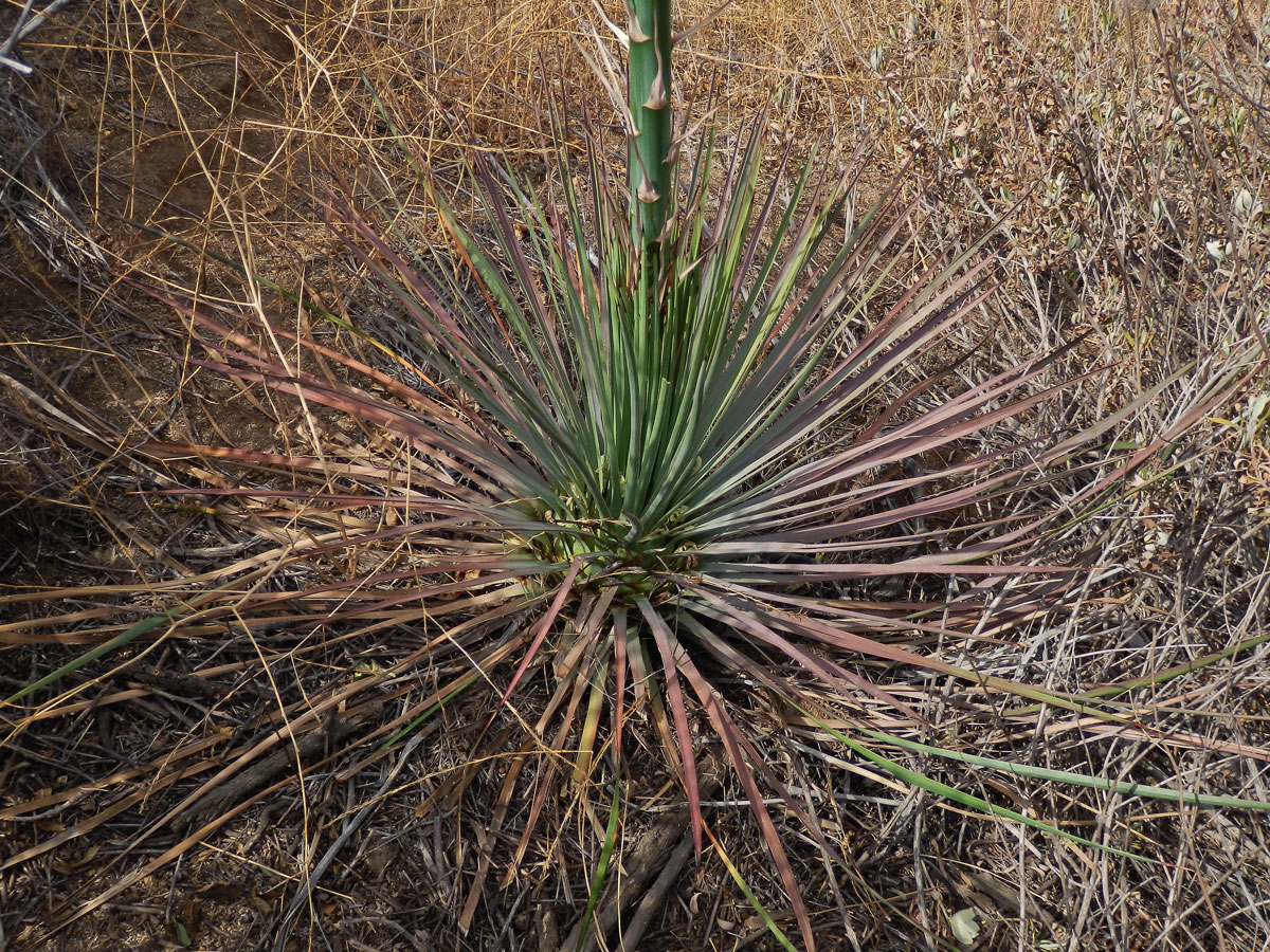 Hesperoyucca whipplei (Torr.) Trel.