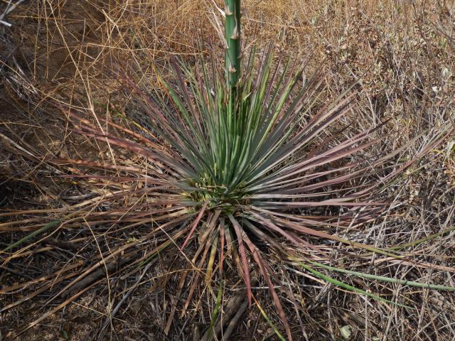 Hesperoyucca whipplei (Torr.) Trel.