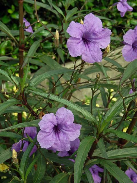 Ruellia brittoniana Leonard