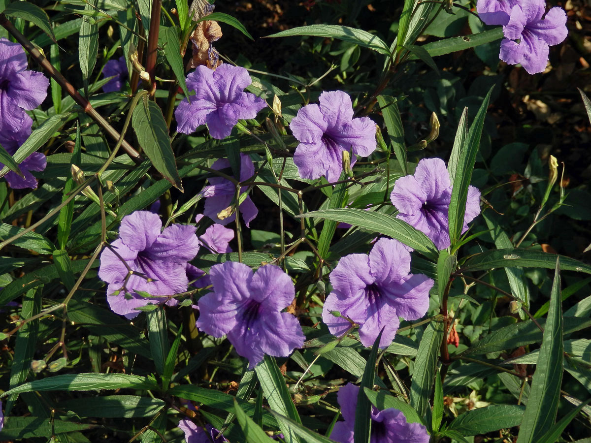 Ruellia brittoniana Leonard