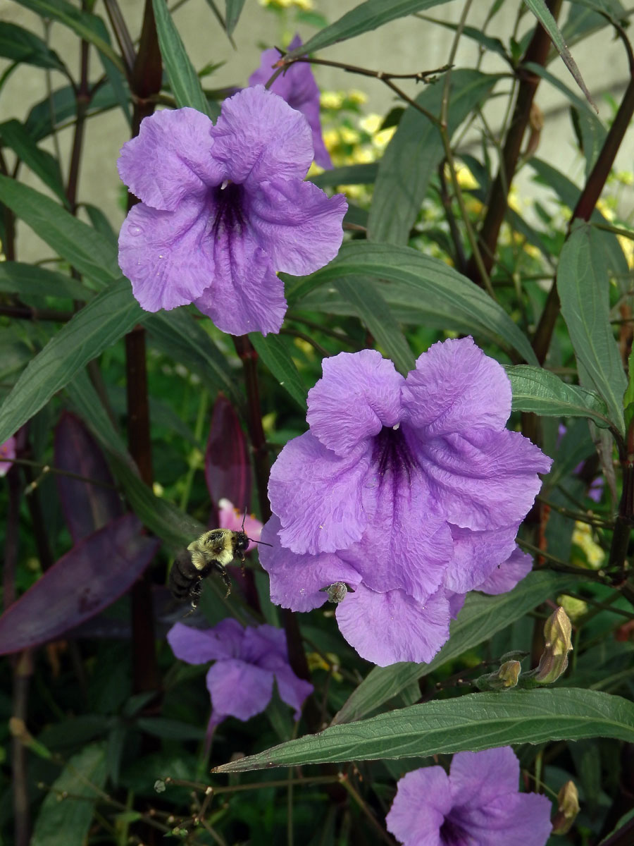 Ruellia brittoniana Leonard