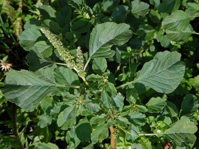 Laskavec hrubozel (Amaranthus lividus L. emend. Thell.)