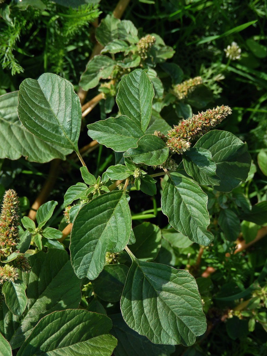 Laskavec hrubozel (Amaranthus lividus L. emend. Thell.)