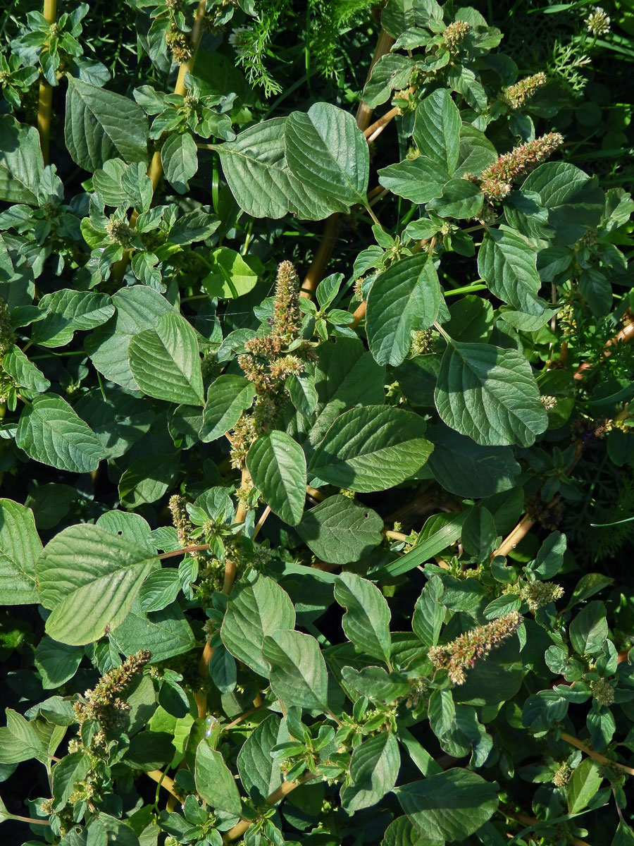 Laskavec hrubozel (Amaranthus lividus L. emend. Thell.)