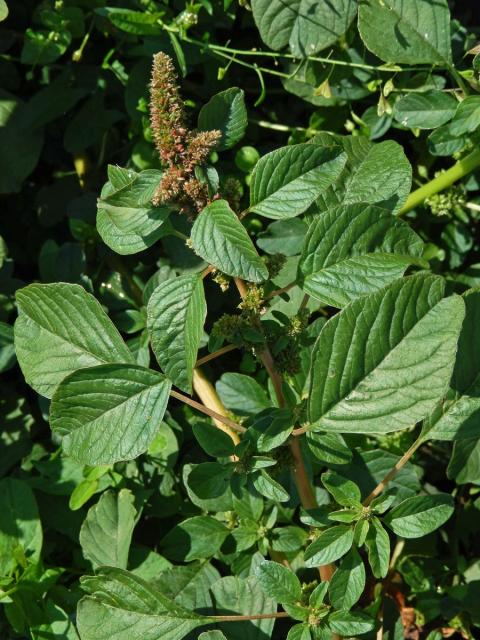 Laskavec hrubozel (Amaranthus lividus L. emend. Thell.)