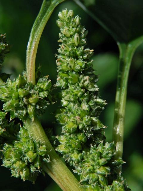 Laskavec hrubozel (Amaranthus lividus L. emend. Thell.)