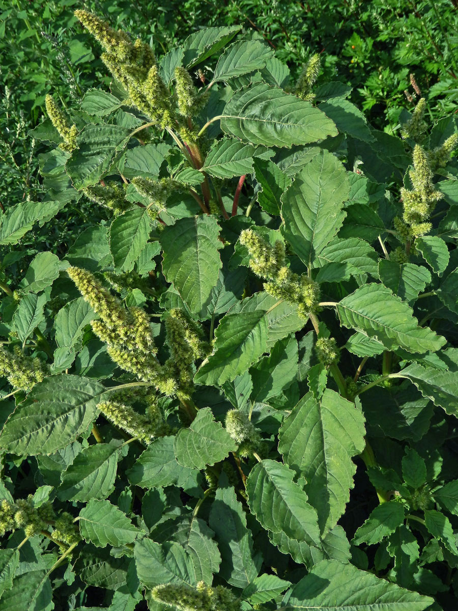 Laskavec ohnutý (Amaranthus retroflexus L.)