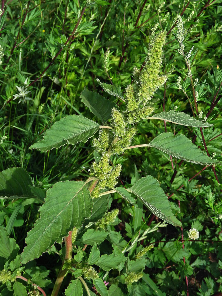 Laskavec ohnutý (Amaranthus retroflexus L.)