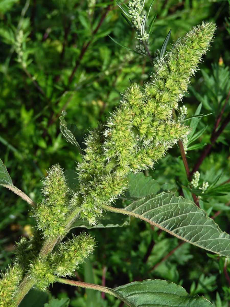 Laskavec ohnutý (Amaranthus retroflexus L.)