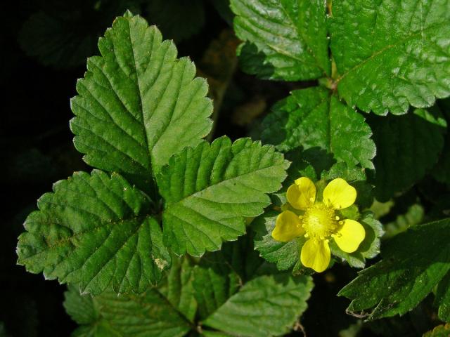 Jahodka indická (Duchesnea indica (Andrews) Focke)