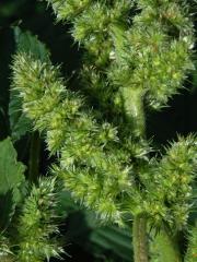 Laskavec ohnutý (Amaranthus retroflexus L.)