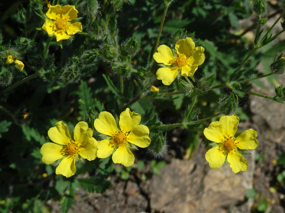 Mochna chlupatá (Potentilla hirta L.)