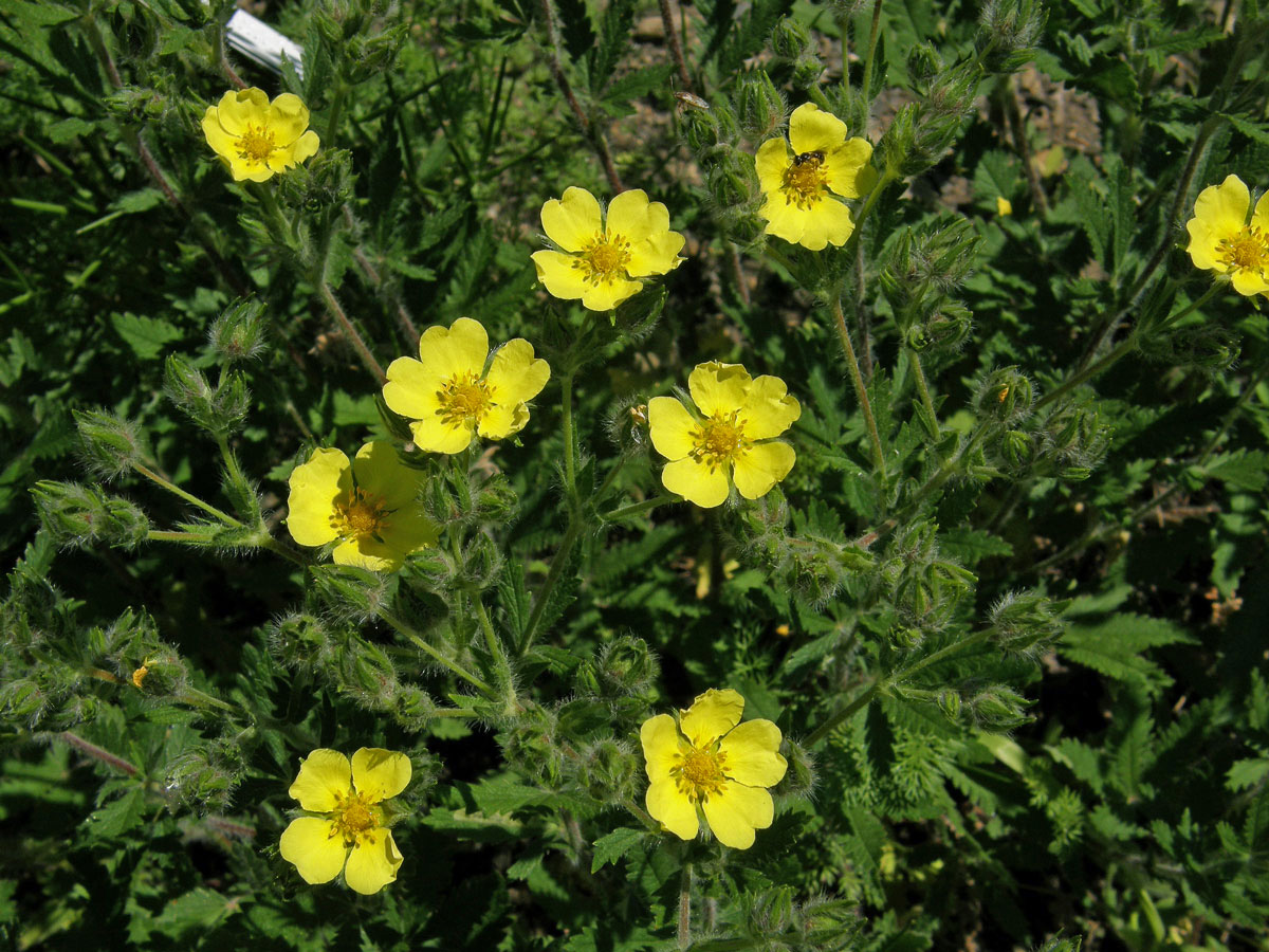 Mochna chlupatá (Potentilla hirta L.)