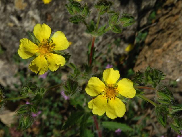 Mochna chlupatá (Potentilla hirta L.)