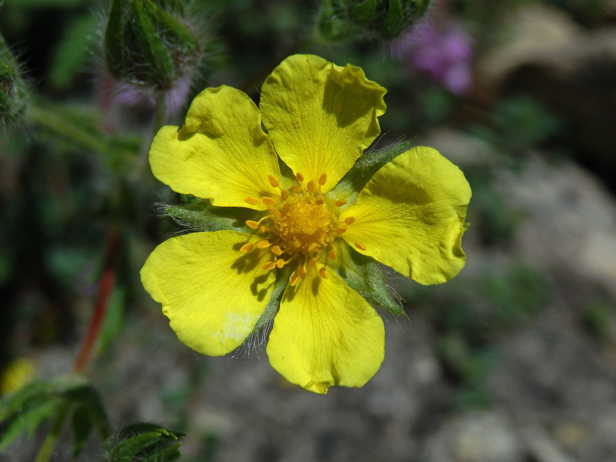 Mochna chlupatá (Potentilla hirta L.)