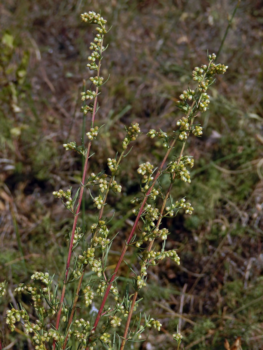 Pelyněk ladní (Artemisia campestris L.)