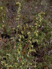 Pelyněk ladní (Artemisia campestris L.)   