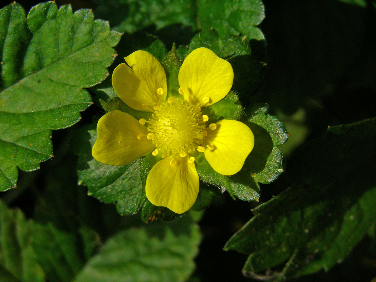 Jahodka indická (Duchesnea indica (Andrews) Focke)